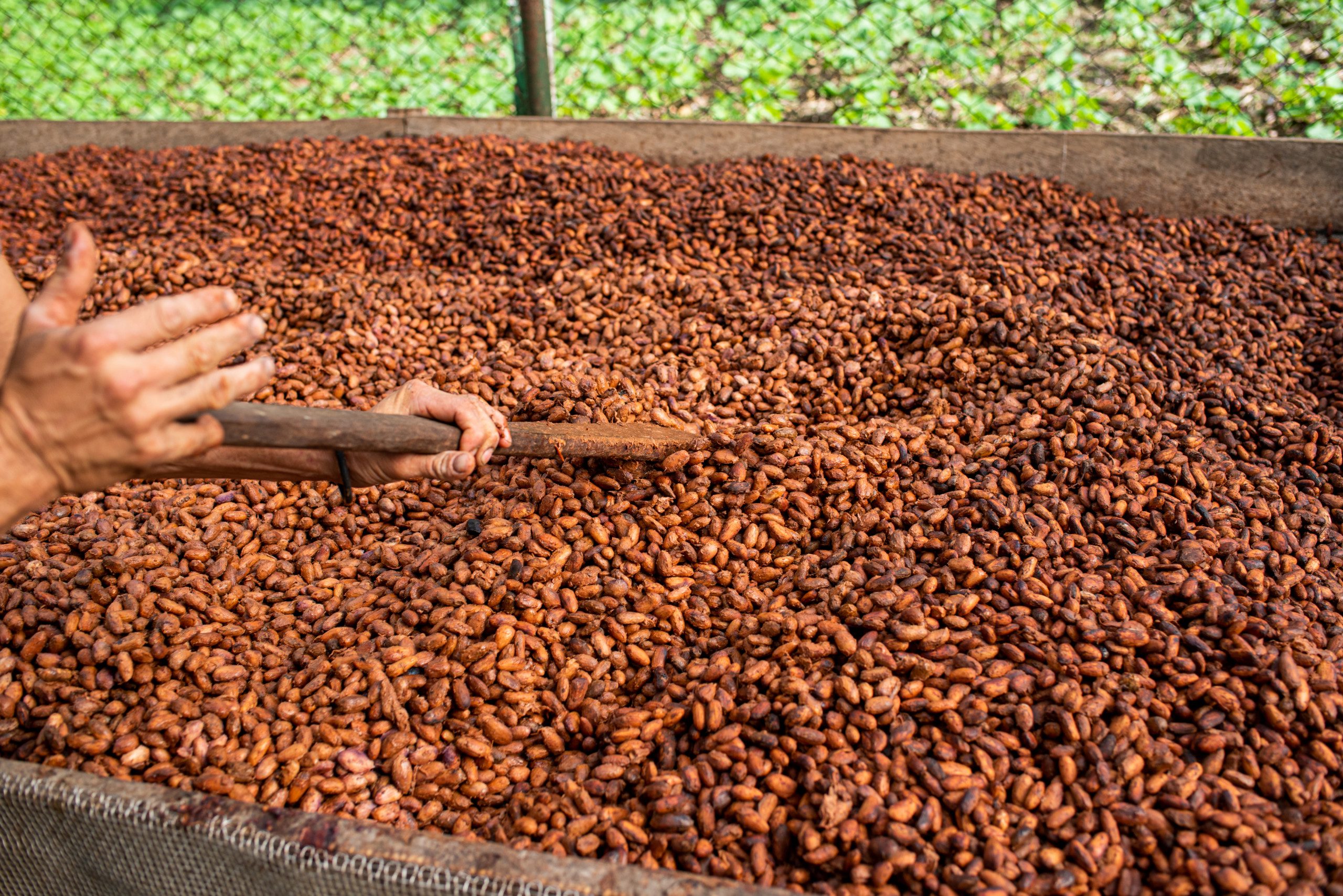 Oro Chocolate Process: Bean-to-Bar  
