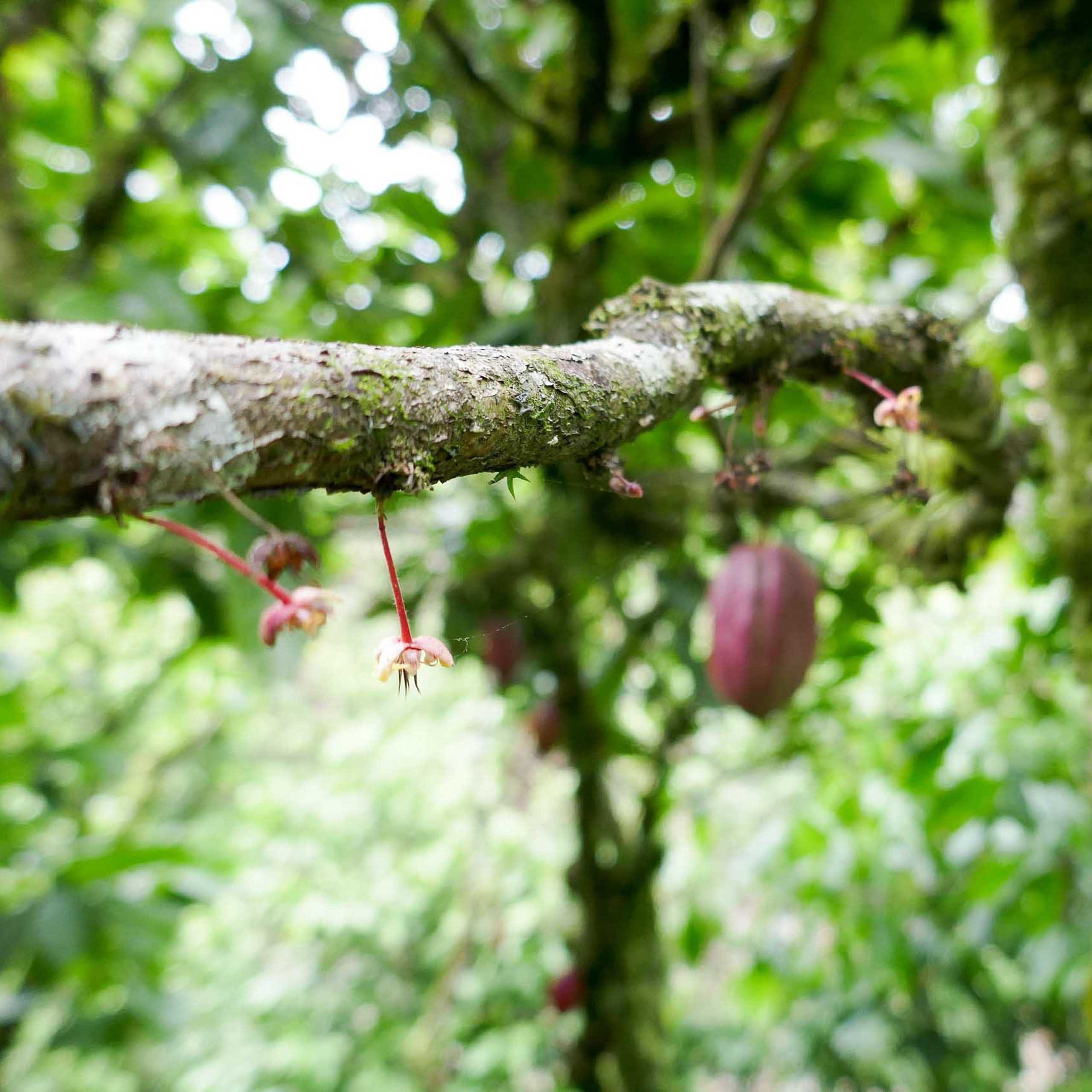 Oro Chocolate Cacao Reforestation  